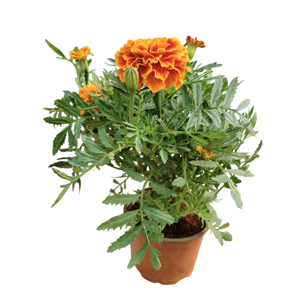 African Marigold, Tagetes erecta