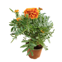 African Marigold, Tagetes erecta