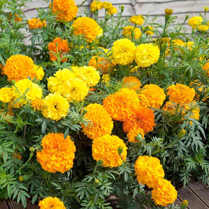 African Marigold, Tagetes erecta