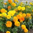 African Marigold, Tagetes erecta
