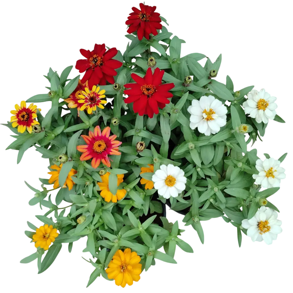 झिनिया एलेगन्स मिक्स कलर