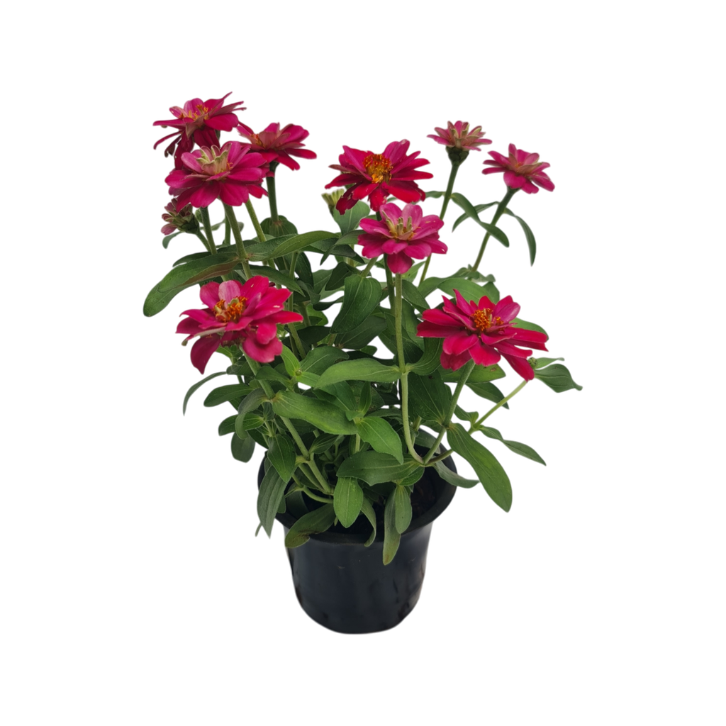 Zinnia elegans