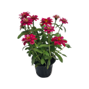 Zinnia elegans