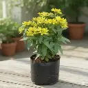 Zinnia elegans Mix color