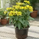 Zinnia elegans Mix color