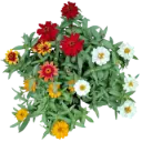 Zinnia elegans Mix color