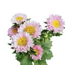 ऐस्टर, कैलिस्टेफस चिनेंसिस