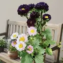 Aster, Callistephus chinensis