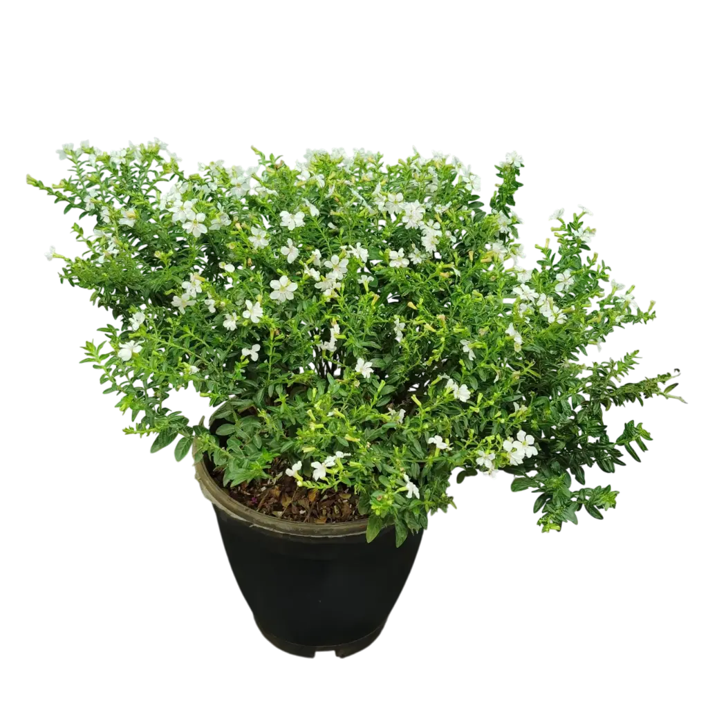 Cuphea hyssopifolia alba