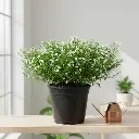 Cuphea hyssopifolia alba