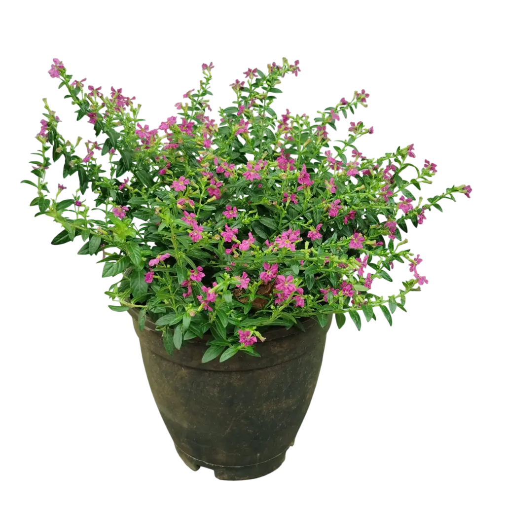 Cuphea hyssopifolia purple