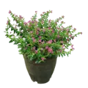 Cuphea hyssopifolia purple