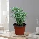 अरेल्या वैरिगेटेड, पॉलीसिआस ड्वार्फ व्हाइट