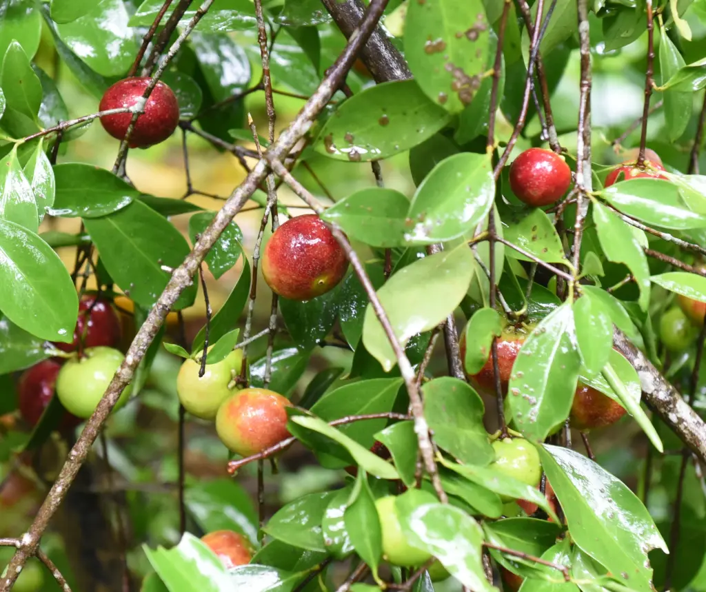 Kokum, Garcinia indica