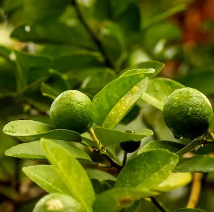 लिंबू, लेमन, व्हरायटी कागदी लिंबू, साइट्रस ऑरॅन्टिफोलिया कल्टिव्हेटर कागदी लिंबू