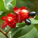 Mickey mouse plant, Ochna kirkii