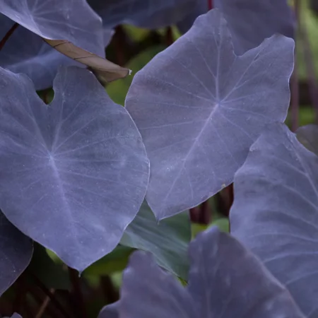 Colocasia esculenta 'Black Magic'