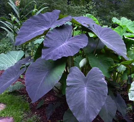 Colocasia esculenta 'Black Magic'