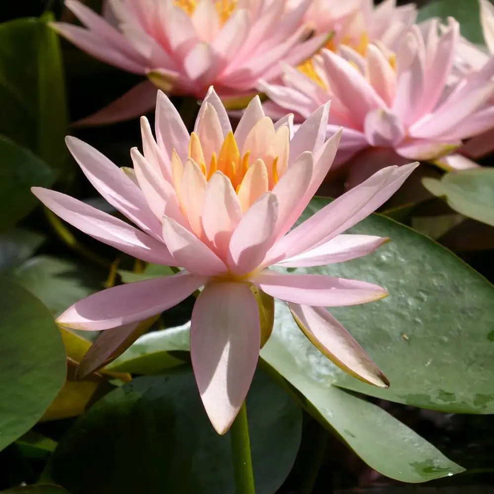 [PLFA NYAP PT 0022] Water lily, Nymphea apricot (Pot # 8'' 6.5L)