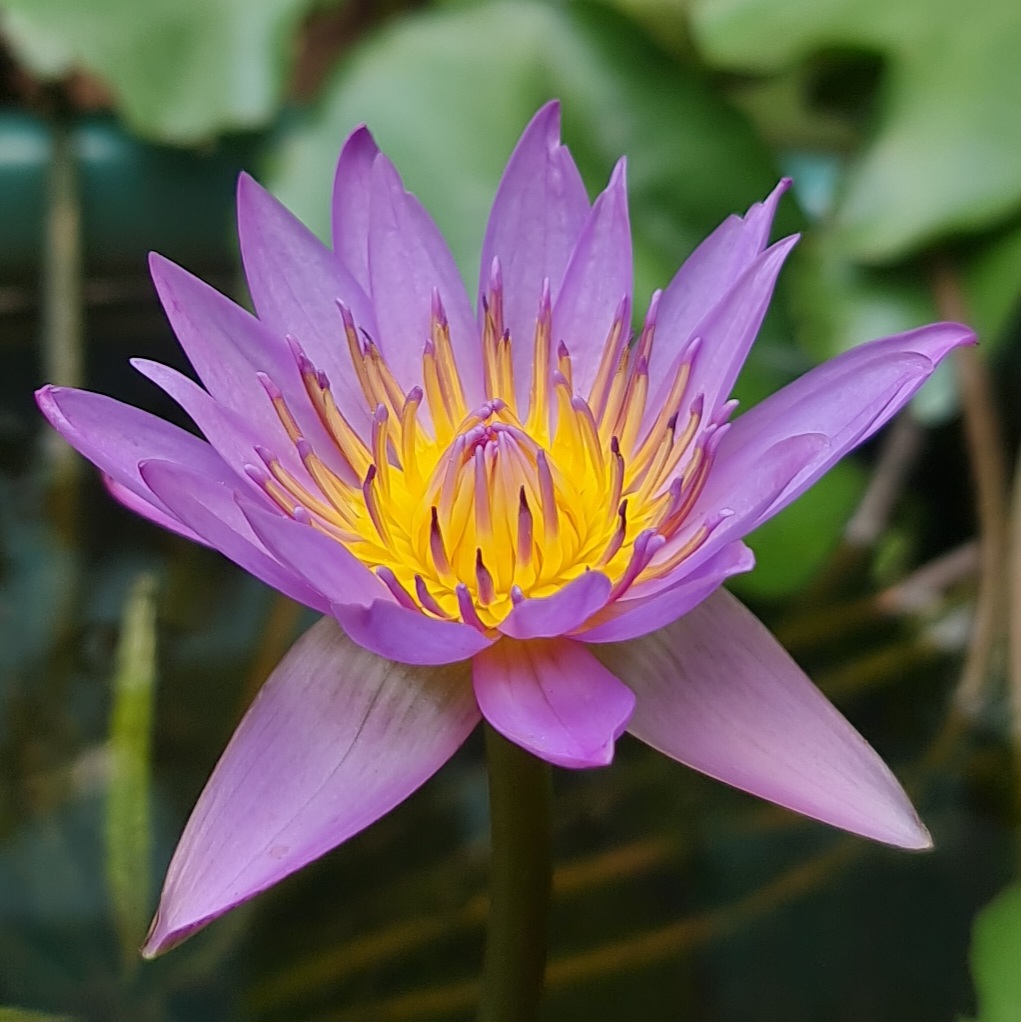 Water lily, Nymphea Purple