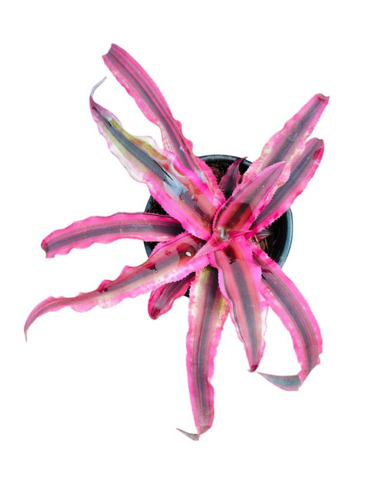 [PLBR CRBI PT 0008 326ml] Earth star, Cryptanthus bivittatus pink (Pot # 3'' 326ml)