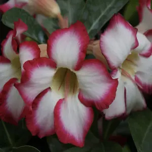 Desert rose , Adenium obesum