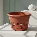 पॉट ऑर्किड