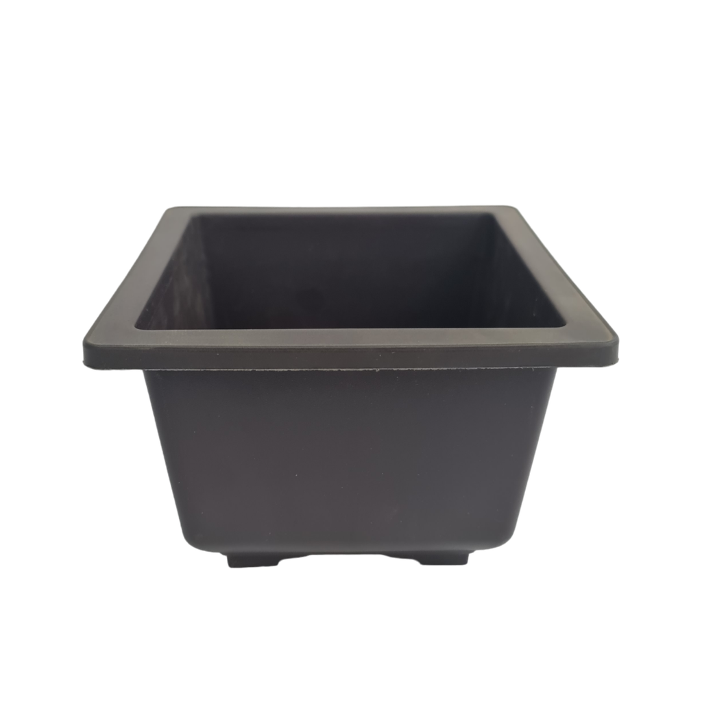 Pot Bonzi Square