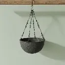 पॉट जास्मिन स्मॉल