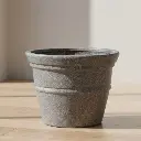 पॉट कॉस्मॉस 60