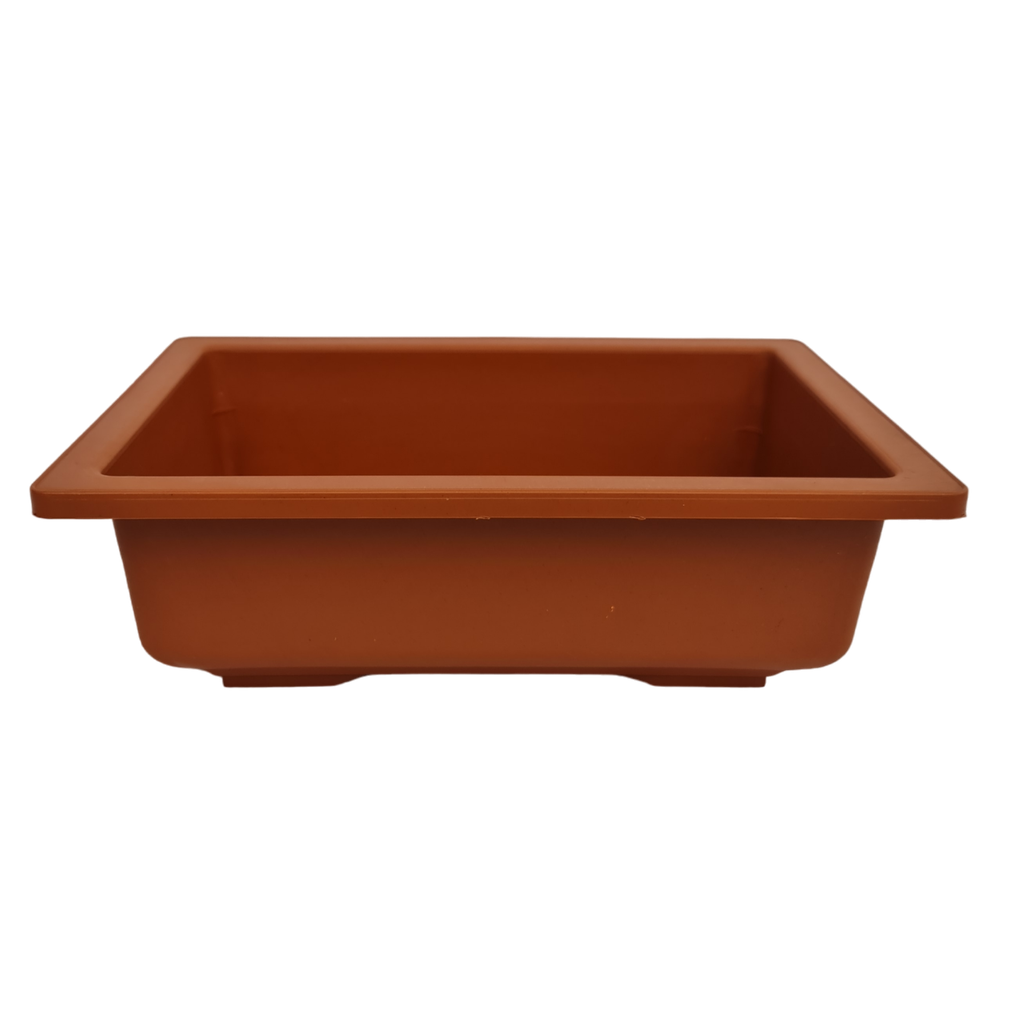 Pot Bonsai 1