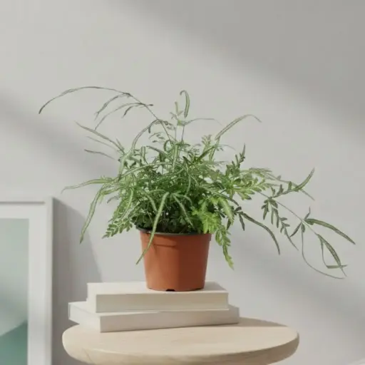 [PLFR PTEN PT 0015 2.2L] Silver Lace Fern, Pteris ensiformis ‘Evergemiensis’