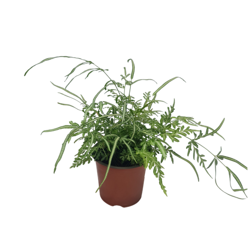 [PLFR PTEN PT 0015 2.2L] Silver Lace Fern, Pteris ensiformis ‘Evergemiensis’