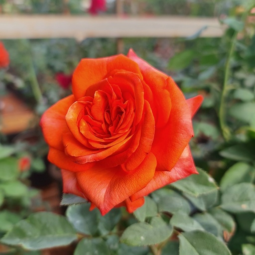 Rose ''Lovers Meeting''