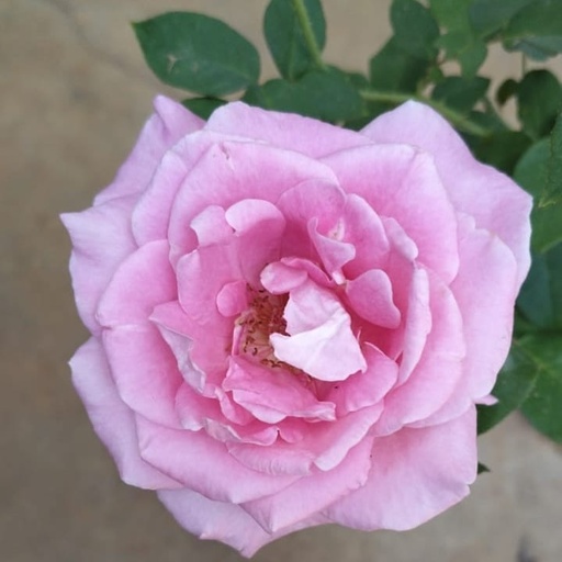 Rose 'Jadis'