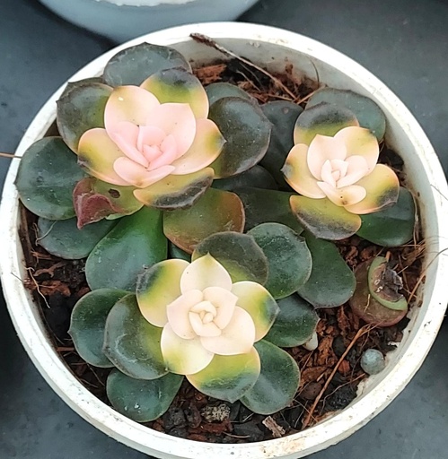 [PLSL ECRN PT 0008  326ml] Echeveria rainbow