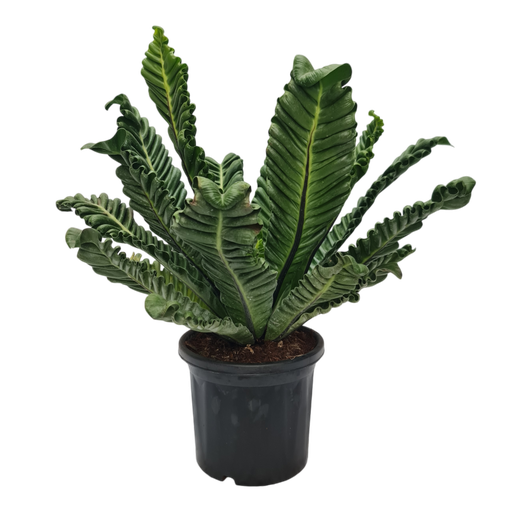 Cobra fern, Asplenium Nidus