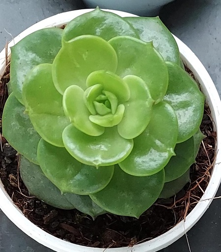 [PLSL SERO PT 0008  326ml] Sedum rolly