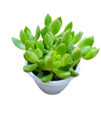 [PLSL SEAG PT 0008  326ml] Sedum adolphii green
