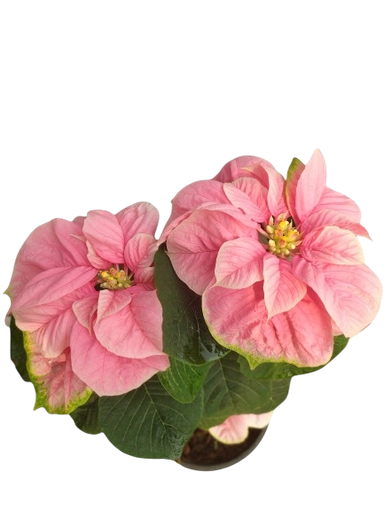 [PLFP EUFP PT 0015 2.2L H030] Poinsettia Pink fireball, Euphorbia pulcherrima