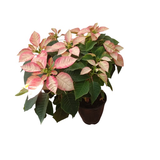 [PLFP EUIC PT 0015 2.2L H030] Poinsettia Ice Crystal , Euphorbia pulcherrima