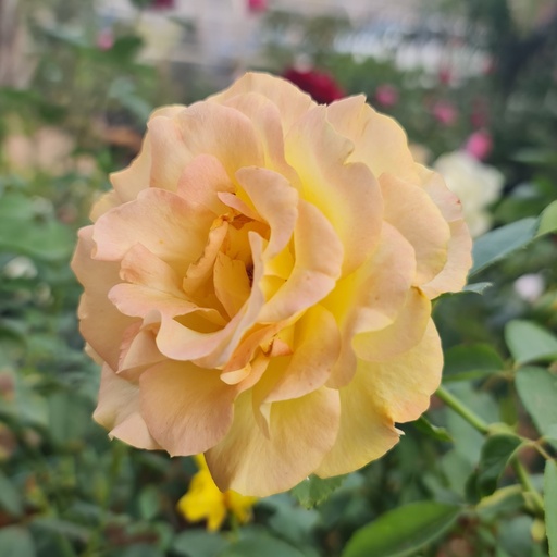 [PLRO ROCC PT 0025 10.3L H030] Rose 'Caramel' Creme