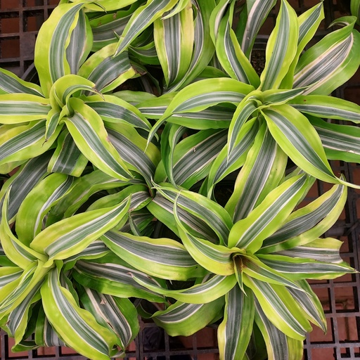 [PLFP DRFT PT 0019  4.8L H023] Twisted lemon lime, Dracaena fragrans 'Tornado'