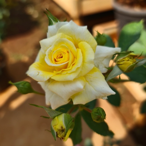 Rose 'Rise 'n' Shine'