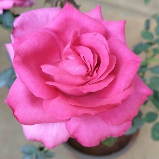 Rose 'Parole'