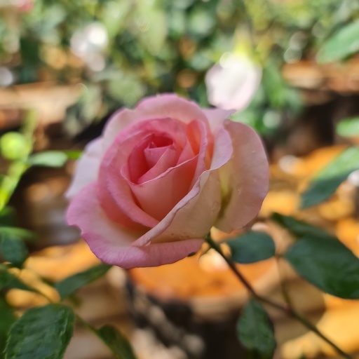 Rose 'Moonstone'