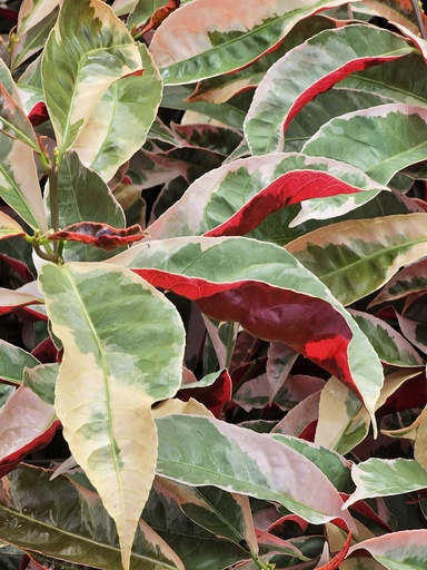 Laila Majnu, Excoecaria cochinchinensis varigated 