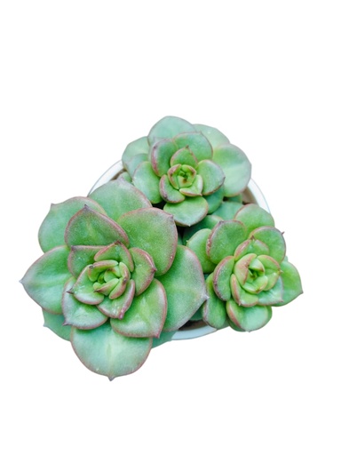 [PLSL ECTU PT 0008  326ml] Echeveria Tulip