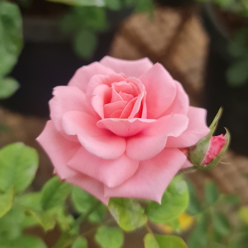 Rose 'Kanyakumari'