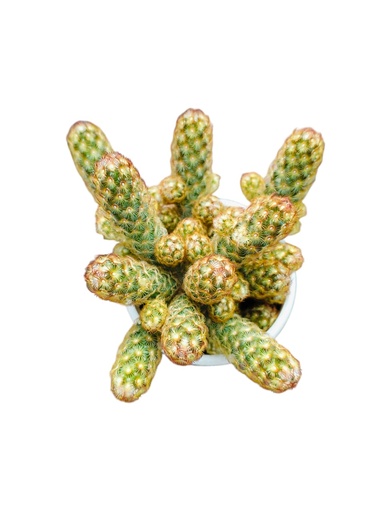 [PLCC  MMEL PT 0008  326ml] Ladyfinger cactus,Mammillaria elongata